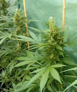 Acapulco Gold Seeds