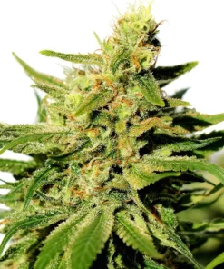 Cannatonic Seeds