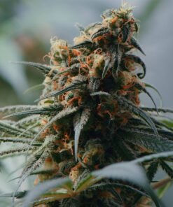 Kobain Kush Auto