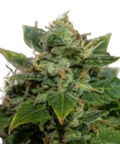 Jack Herer Auto