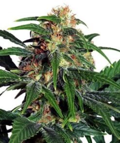 24k Gold Auto Seeds