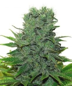 707 Headband Seeds