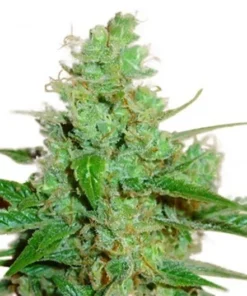 3 Kings Seeds