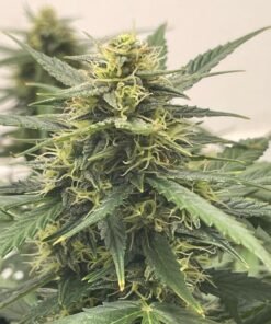 BCN Diesel CBD Seeds