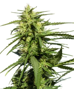 A-Train Seeds