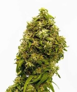 AK-47 Seeds