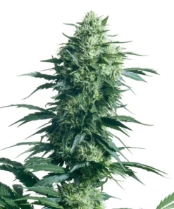 AK Auto