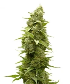 Agent Orange Seeds