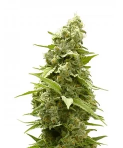 Alaskan Ice Seeds