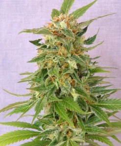 Alaskan Thunder Fuck Seeds