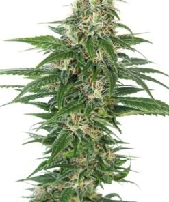 Alien OG Seeds