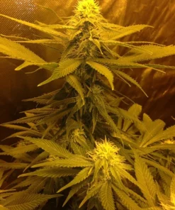 Allen Wrench Seeds