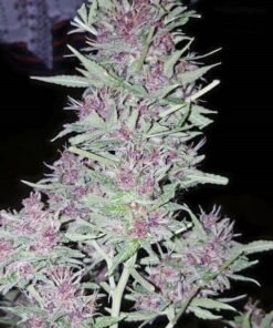 Amnesia Seeds