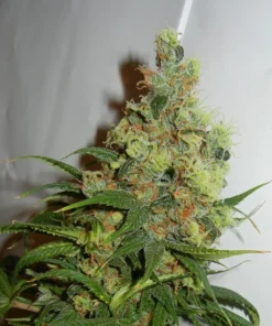 Amnesia Haze Auto
