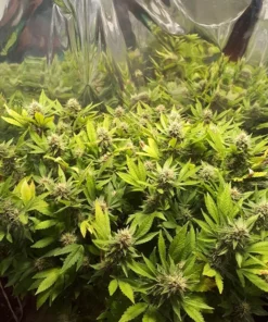 Amnesia Lemon Fast Version Auto