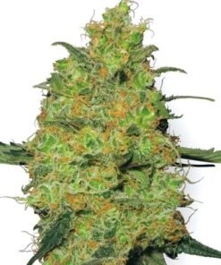 Apollo 13 Seeds