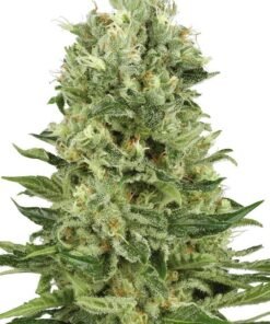 Banana Diesel Seeds