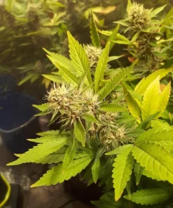 Banana Kush Auto