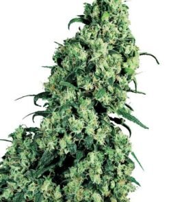 Banana Kush Seeds