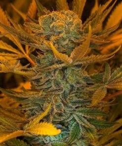 Big Devil Auto