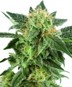 Black Betty Seeds