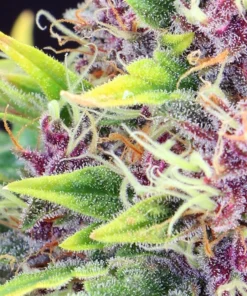 Black Jack Auto