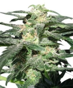 Blue Cheese Auto