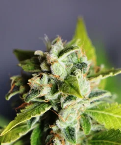 Blue Dream Auto