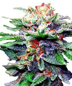 Blue Galaxy Auto