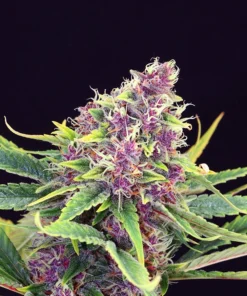 Blue Mango Auto