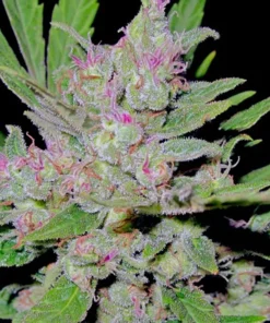 Blueberry Auto