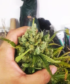 Bubba Kush Auto
