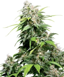 Bubble Gum Auto