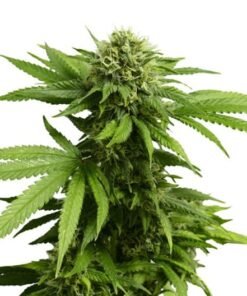303 OG Auto