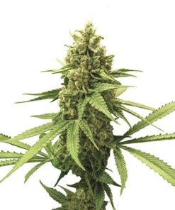 3X Crazy Auto