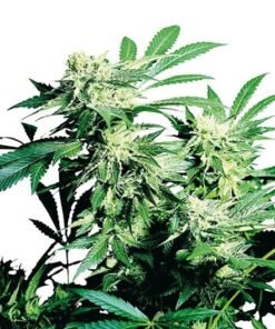 5th Element Seeds