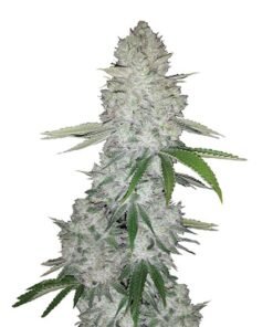 Ace Killer OG Seeds