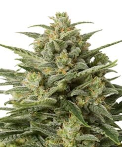 Afghan Big Bud Seeds