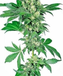 Afghan Kush Seeds