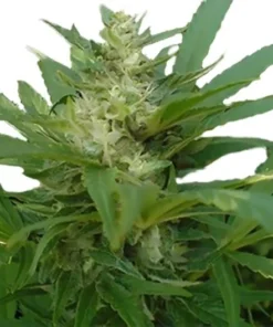 Afghan Skunk Seeds