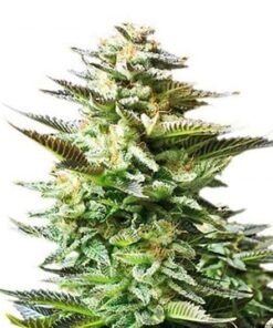 Afghani Bullrider Auto
