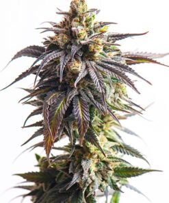 Afgooey Auto