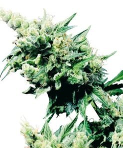 Alice in Wonderland Seeds
