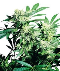 Alien Rift Auto