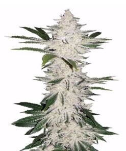 American Kush Auto