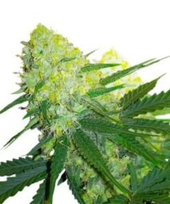 Amherst Diesel Seeds