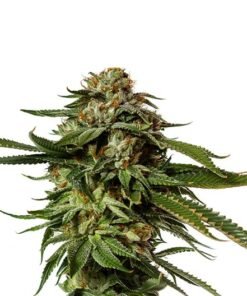 Aurora Borealis Seeds