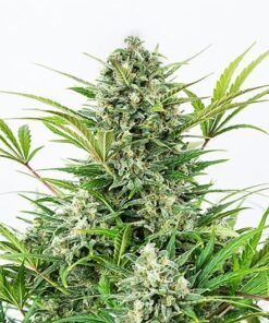 Ayahuasca Purple Auto