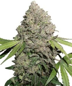 Berry Noir Seeds