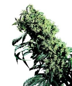 Big Bang Seeds